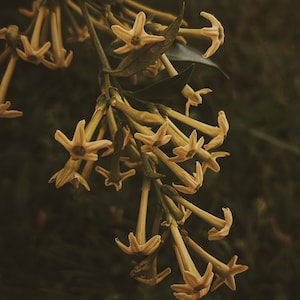 Cestrum Nocturnum Soliflore. concentrated night-blooming jasmine natural perfume with in house enfleurage & absolutes. rare. October 2023