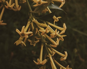 Cestrum Nocturnum Soliflore. concentrated night-blooming jasmine natural perfume with in house enfleurage & absolutes. rare. October 2023