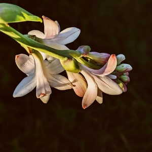 Caxixanath (Hidden Flower). natural perfume. Tuberose, gardenia, vanilla. April 2024