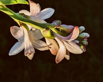 Caxixanath (Flor Oculta). Perfume natural. Nardo, gardenia, vainilla. Abril de 2024.