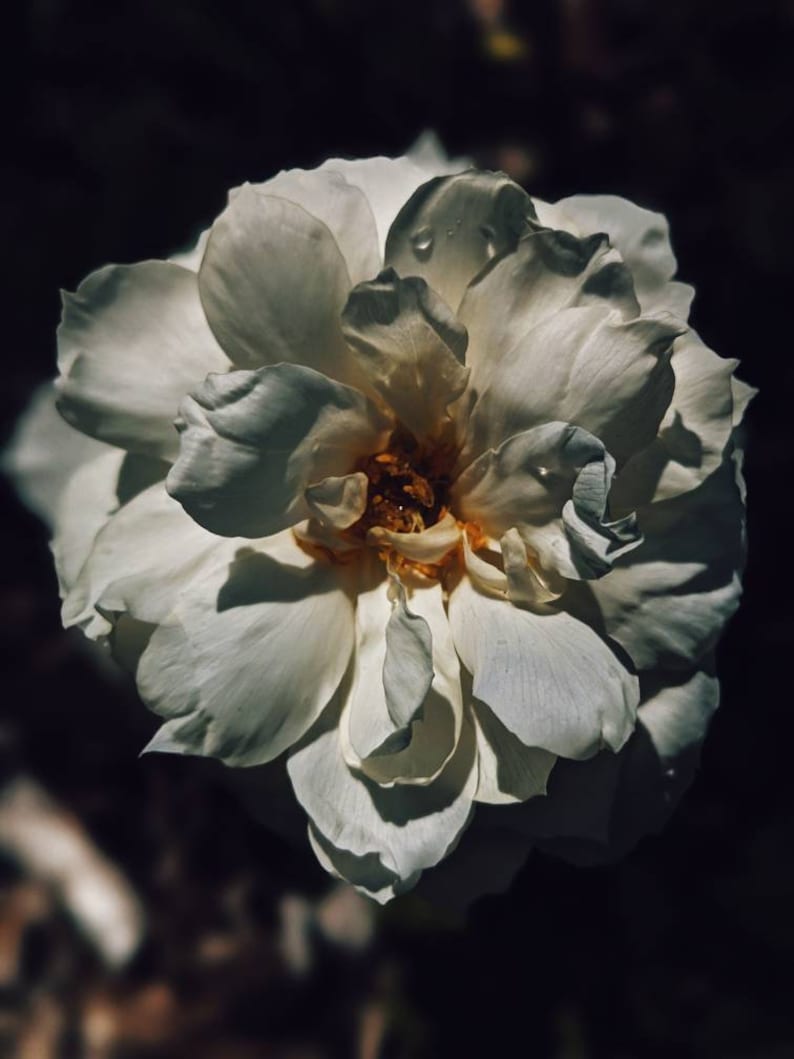 Puede incluir: Primer plano de una rosa blanca con p&eacute;talos delicados y un centro amarillo. La rosa est&aacute; enfocada, mientras que el fondo est&aacute; desenfocado y oscuro.