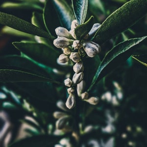 May include: Close-up of a plant with dark green leaves and small, white flower buds. The buds are clustered together, creating a delicate and textured appearance. The image has a shallow depth of field, focusing on the buds.