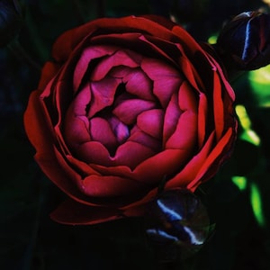 Garnet. natural perfume. jewel-toned droplets of floral syrup, velvet blossoms dusted by dew and sunkissed skin. vegan. Jan. 2023