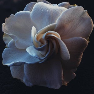 Zwarte kleefrijst • natuurlijk parfum. Zoetzout tropisch parfum. gardenia enfleurage, rijsttincturen, tropische extracten. September 2019