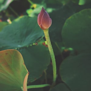 Aries. natural perfume. spring canoe ride among twilight cypresses, fireflies, and weeping willows. natural zodiac scent. August 2024