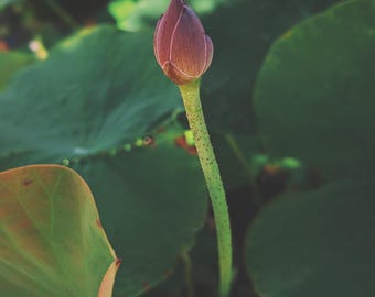 Ram. natuurlijk parfum. Maak een lentekanotocht tussen cipressen, vuurvliegjes en treurwilgen in de schemering. natuurlijke dierenriemgeur. Augustus 2024