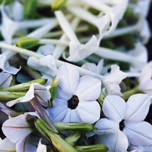 Op de afbeelding: Een close-up van een cluster van delicate, lichtblauwe bloemen met groene stelen. De bloemen hebben elk vijf bloemblaadjes en een donker centrum. De bloemen worden omringd door witte, dunne, langwerpige bloemblaadjes.