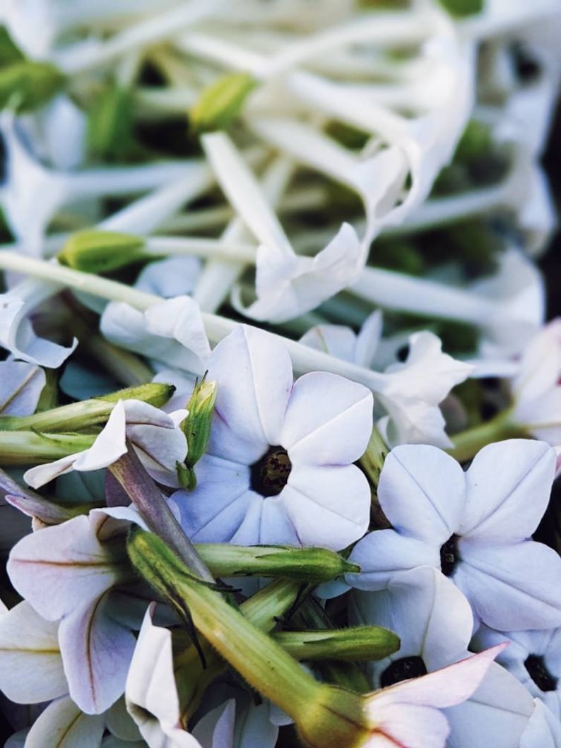 Op de afbeelding: Een close-up van een cluster van delicate, lichtblauwe bloemen met groene stelen. De bloemen hebben elk vijf bloemblaadjes en een donker centrum. De bloemen worden omringd door witte, dunne, langwerpige bloemblaadjes.