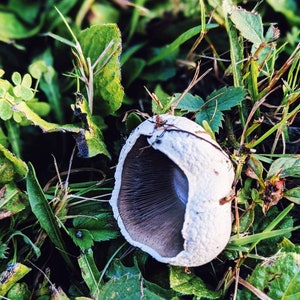 May include: A white mushroom with a brown underside, growing in a bed of green grass.