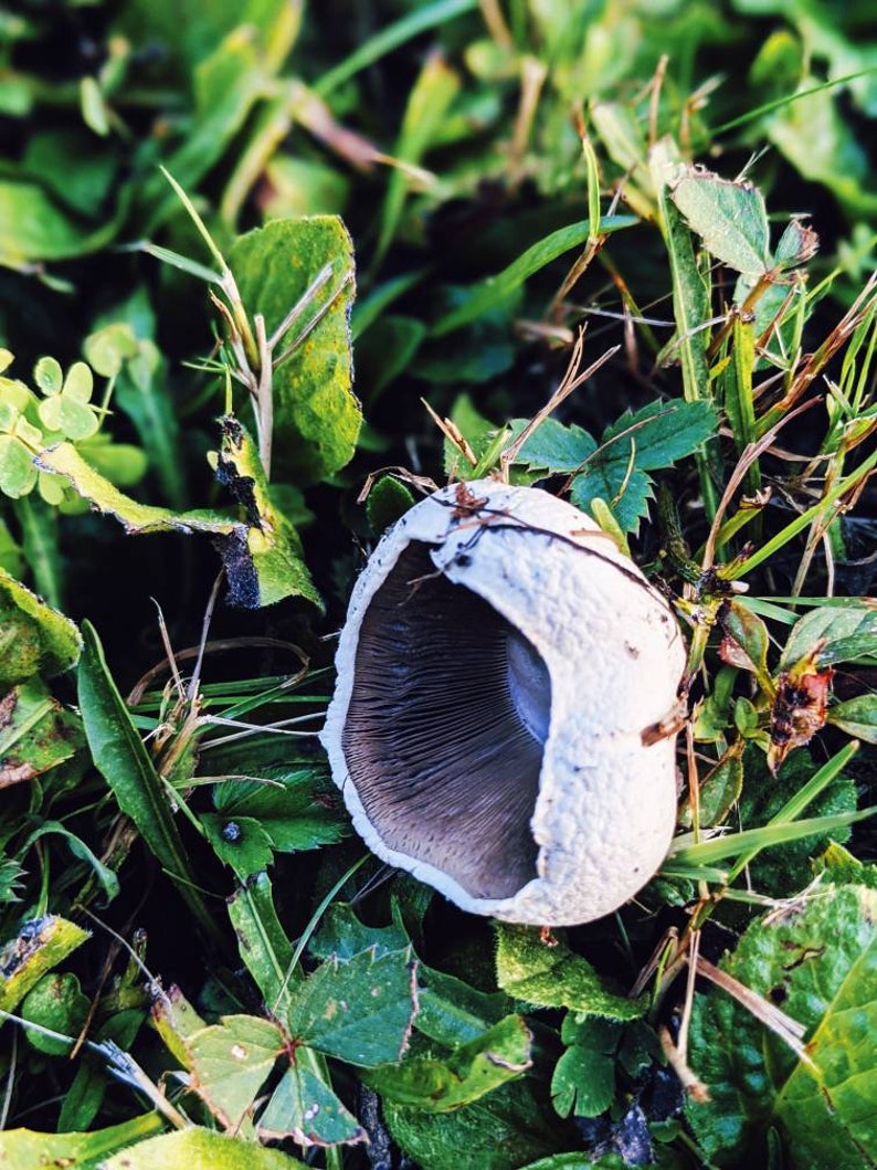 May include: A white mushroom with a brown underside, growing in a bed of green grass.