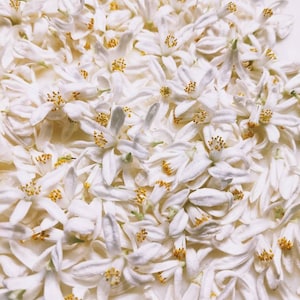 Magdalene&#39;s Feet. limited edition botanical perfume. pepper, sand, henna, sheep, gardenia, orange blossom. August 2022
