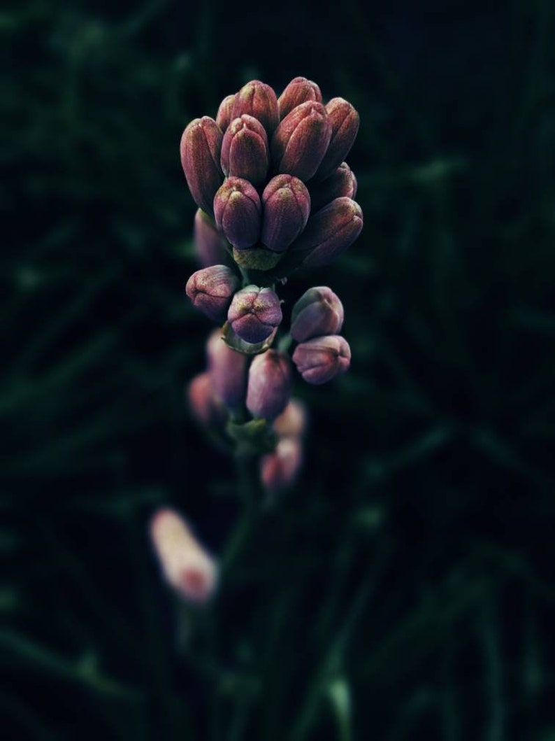 Op de afbeelding: Een close-up van een tros paarse bloemknoppen tegen een donkergroene achtergrond.