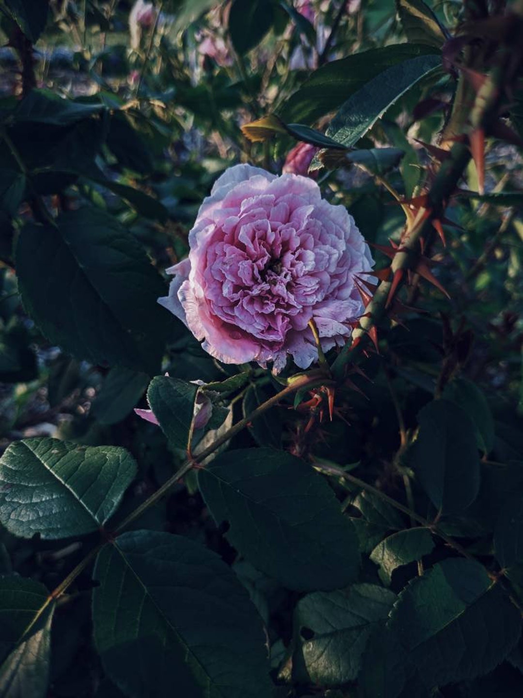 Natural Salted Amber, Tea, Rose White