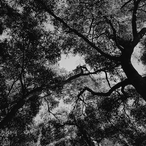 Night Forest. natural perfume. essence of a black woods. October 2024