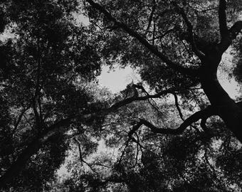 Bosque Nocturno. Perfume natural. Esencia de maderas negras. Octubre de 2024.