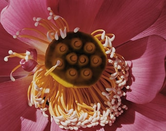 Roze lotusbloem. Geconcentreerd natuurlijk parfum nelumbo nucifera met eigen extracten. zacht, kruidig, rijk, romig, groen. Oktober 2023
