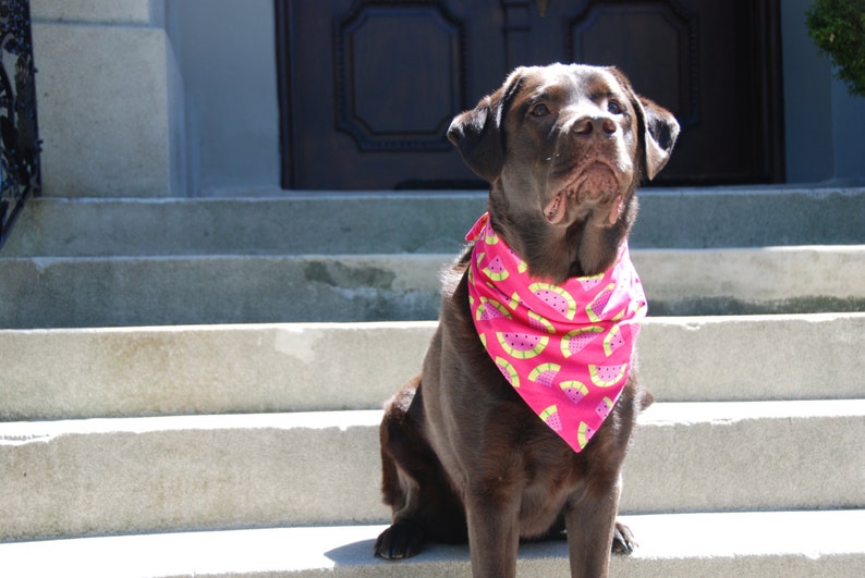 Wassermelone Hund Bandanna Etsy