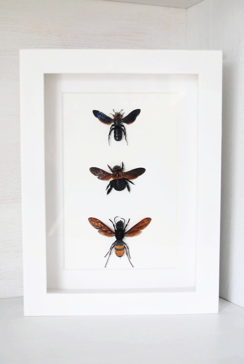 Real Framed Bees /& Wasps Hymenoptera Entomology Zoology Dried Insect Curiosities FREE SHIPPING