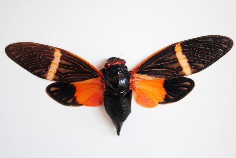 Tosena Paviei Taxidermy Entomology Zoology Dried Insect Curiosities Real Mounted Orange Cicada FREE SHIPPING