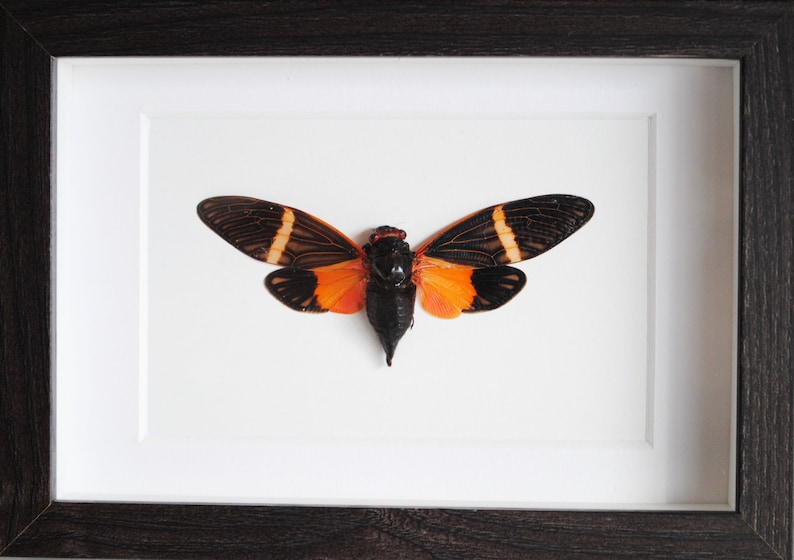 Tosena Paviei Taxidermy Entomology Zoology Dried Insect Curiosities Real Mounted Orange Cicada FREE SHIPPING