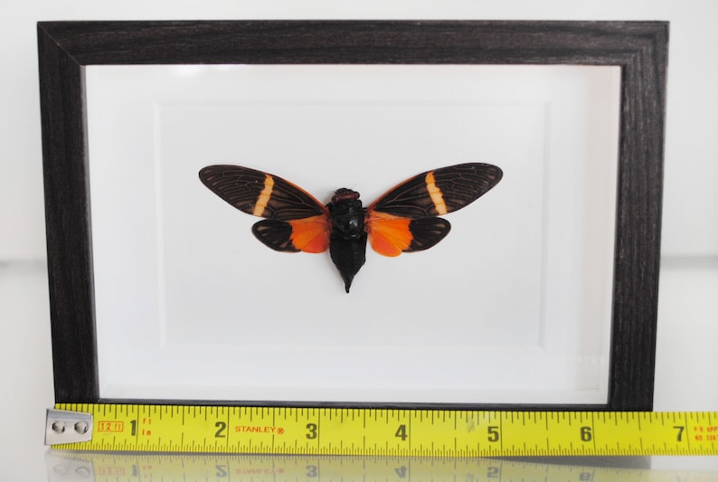 Tosena Paviei Taxidermy Entomology Zoology Dried Insect Curiosities Real Mounted Orange Cicada FREE SHIPPING