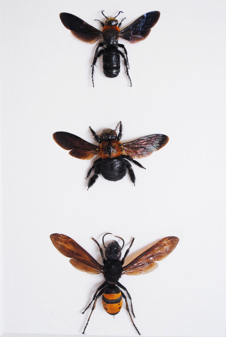 Real Framed Bees /& Wasps Hymenoptera Entomology Zoology Dried Insect Curiosities FREE SHIPPING