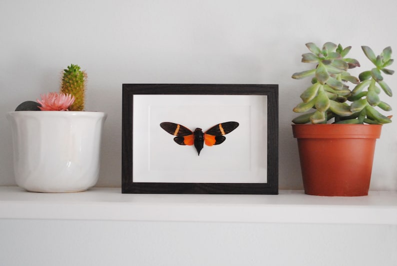 Tosena Paviei Taxidermy Entomology Zoology Dried Insect Curiosities Real Mounted Orange Cicada FREE SHIPPING
