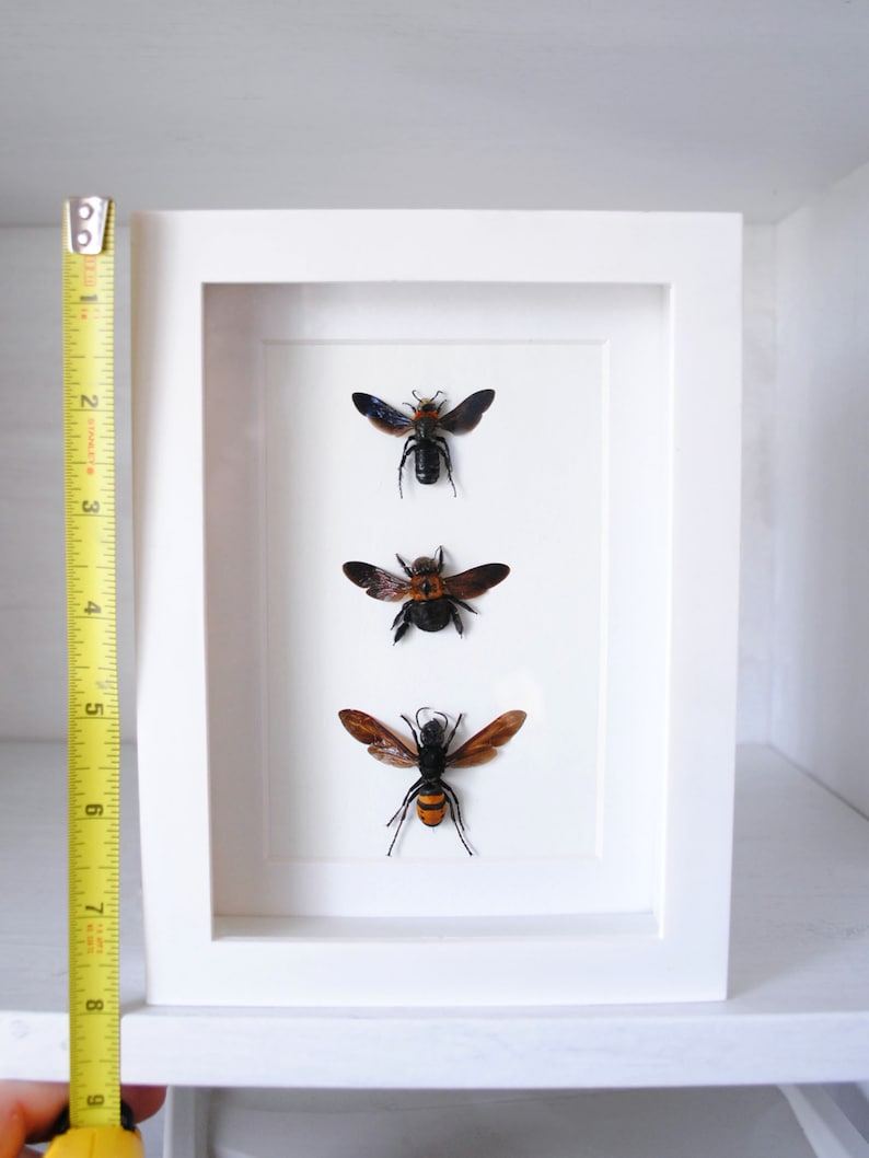Real Framed Bees /& Wasps Hymenoptera Entomology Zoology Dried Insect Curiosities FREE SHIPPING