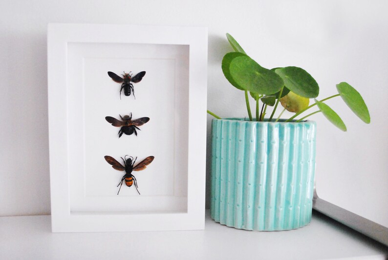 Real Framed Bees /& Wasps Hymenoptera Entomology Zoology Dried Insect Curiosities FREE SHIPPING