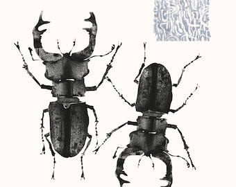 Stag beetles art print for home decor. Size 24 X 24 cm or 9.44 X 9.44 inches