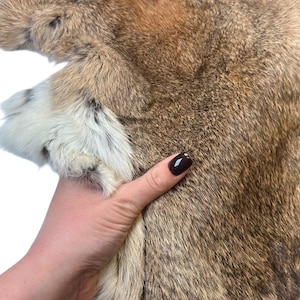 May include: Close-up of a brown and tan fur pelt. The fur has a mix of light and dark brown tones with a soft, textured appearance. The pelt's edge shows a patch of white fur. The image is set against a white background.