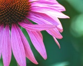 Pink Flower Fine Art Nature Photography - You choose the size!