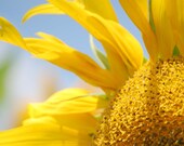 Fine art sunflower photo