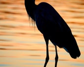 Blue Heron at Sunset - Fine art nature photography - You pick the size!