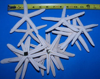 Bulk 10"+ White Finger Pencil Philippine Starfish Bleached. Real Dried Sea star Star Fish Crafts Wedding Decor