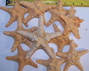 Individual & Bulk Bulk 4"+ Natural Knobby Starfish 4" - 5"+ in size. Sold for weddings, crafts, and home decorations. Buy more and save.