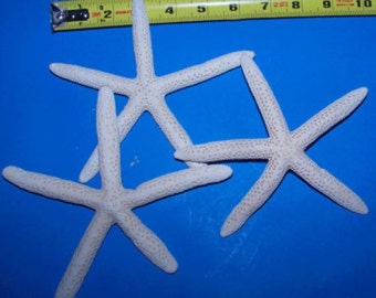 Individual & Bulk 6"+ White Finger Pencil Philippine Starfish Bleached. Real Dried Seastar Star Fish Crafts Wedding Decor FREE SHIPPING