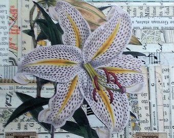 Lilly Collage,  5 x 5 inches