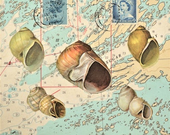 Sea Shells Collage No. 2, 5 x 5 inches