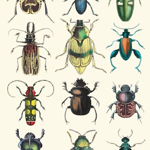 Beetles print 11 x 17 , jewel colored beetles from vintage illustrations