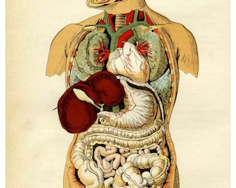 Internal organs of the human body - 11 x 17 print