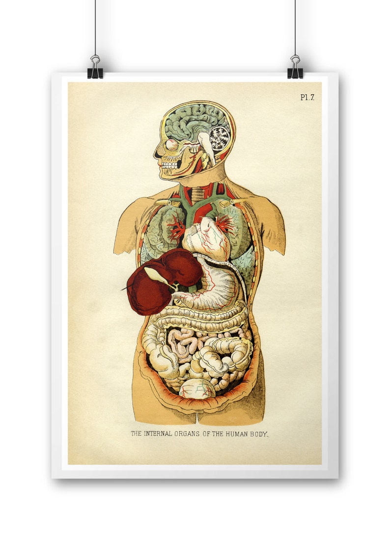 Internal Organs of the Human Body - 11 X 17 Print - Etsy