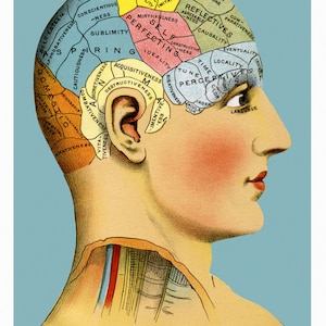 Phrenology Head 11 x 17 inch poster