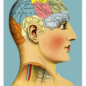 Phrenology Head 11 x 17 inch poster