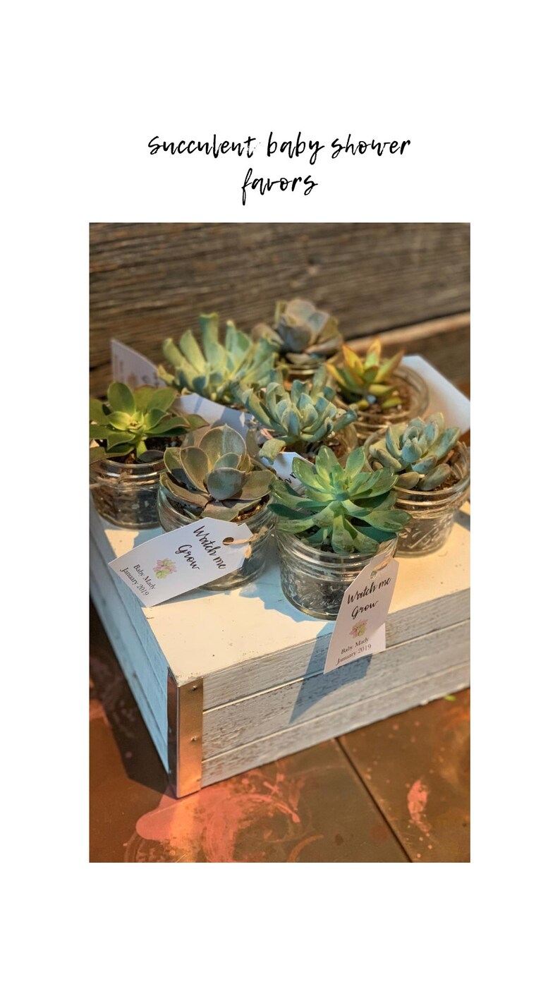Set of 25 Watch Me Grow Succulent Favor Tags Gift Tags Baby Etsy