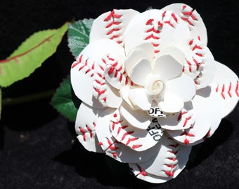 Baseball Rose in Full Bloom