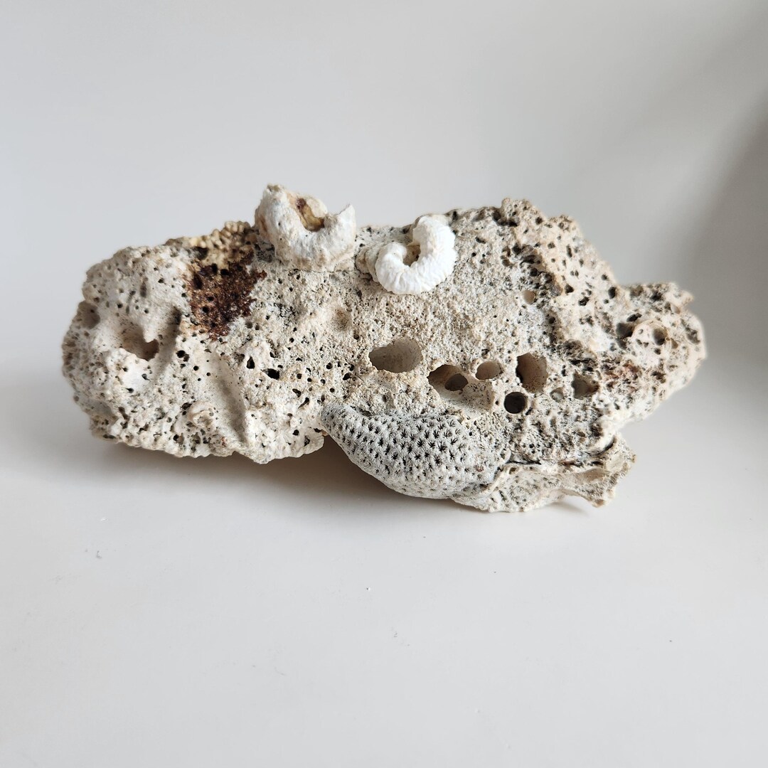 Large 2 Lb 8 Oz Limestone Seashell Rock Coastal Home Decor - Etsy