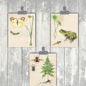 Watercolor Botanical Paintings Print Set of 3 Nature Collection,Botanical Print, Botanical Art, Fern Print, Biology, Science Art, Prints image 1