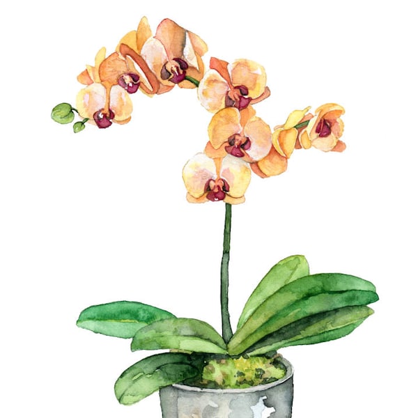 Potted Orchid Painting - Print titled, "Orange Orchid",Orchid Painting, Orchid Print, Botanical, Potted Plant, Orchid Plant, Flower Painting