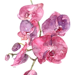 Pink Orchid Print Painting titled, SC Orchid, Watercolor Flowers, Watercolor Print, Orchid Plant, Orchid Painting, Orchid Art,Home Decor image 1